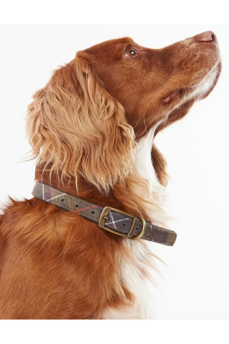 Tart Dog Collar