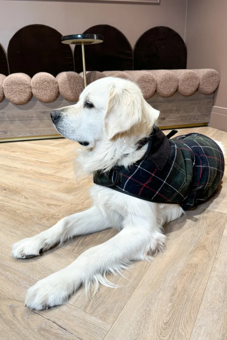 Wool Dog Coat  Classic Tartan
